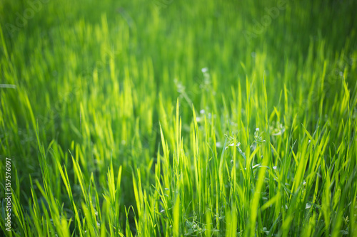Background with green grass