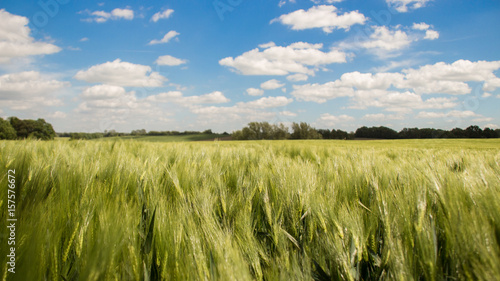  Cereal field in the wind on a sunny day with blue sky