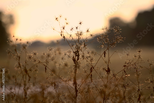 Beautiful Weeds