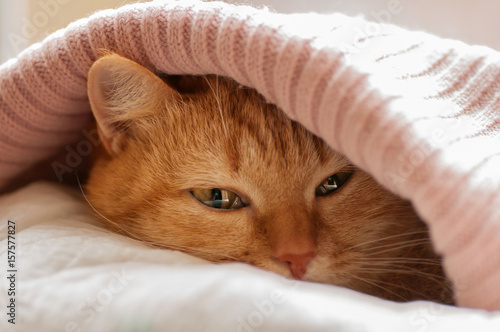 red cat hiding under blanket pink