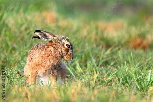 Brown Hare 