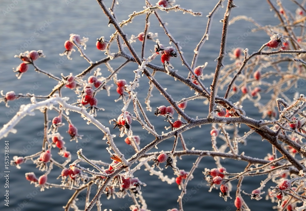 Frosty Rose hips