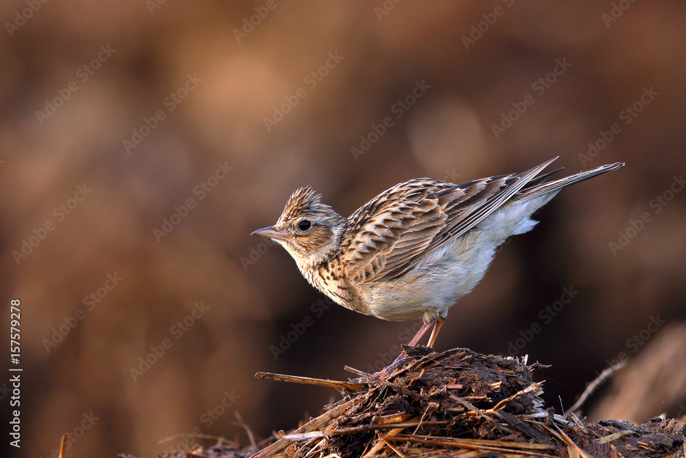 Skylark Skylark