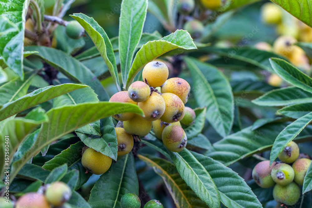 Fototapeta premium Bunch of ripe loquats in the tree