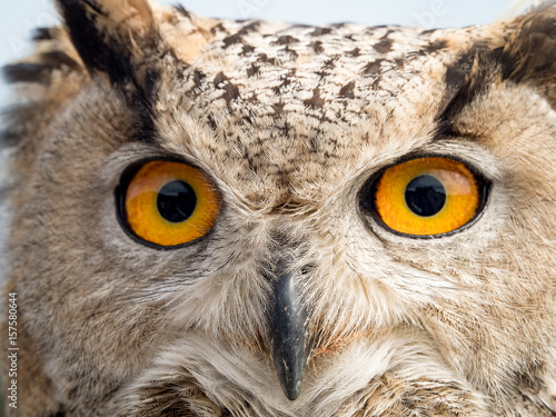 Close up portrait of an eagle owl (Bubo bubo) with yellow eyes © ramoncarretero