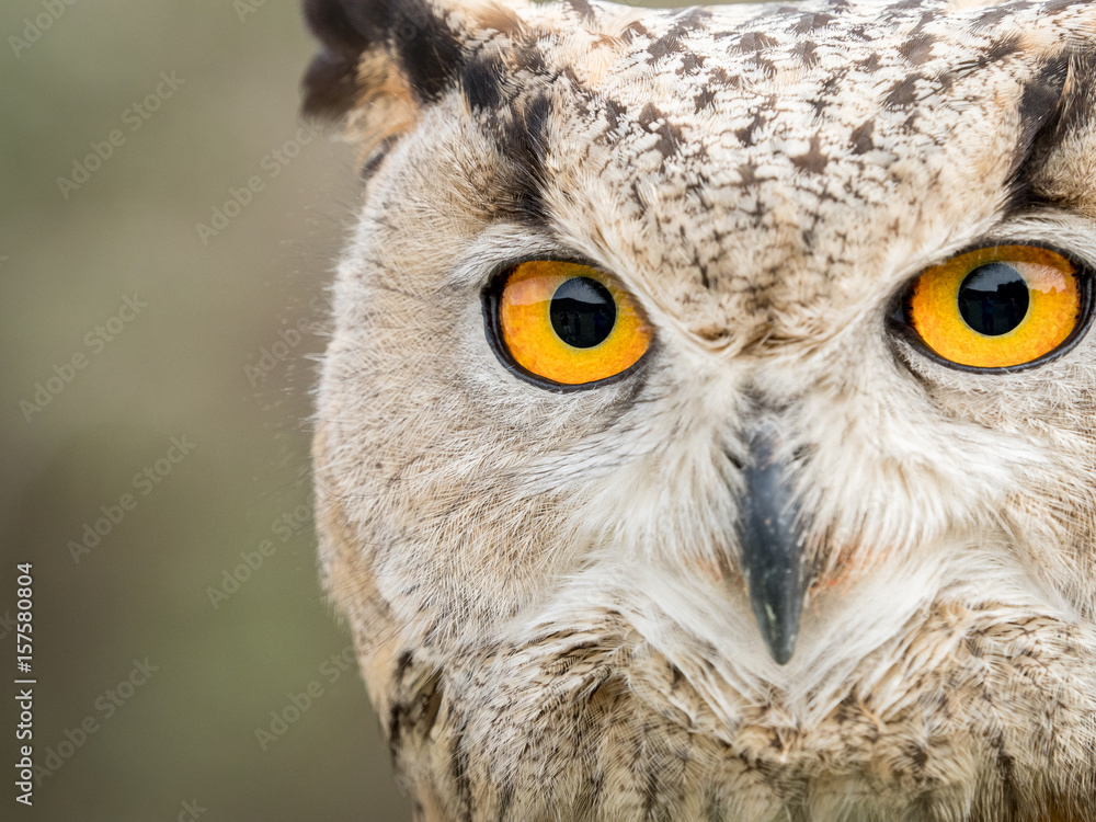 Obraz premium Close up portrait of an eagle owl (Bubo bubo) with yellow eyes