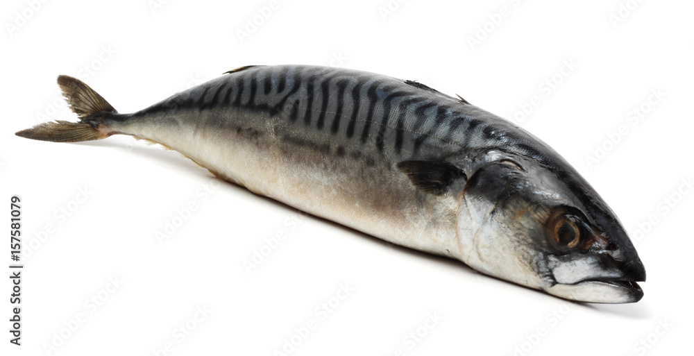 atlantic mackerel fish isolated on white background atlantic mackerel fish isolated on white background