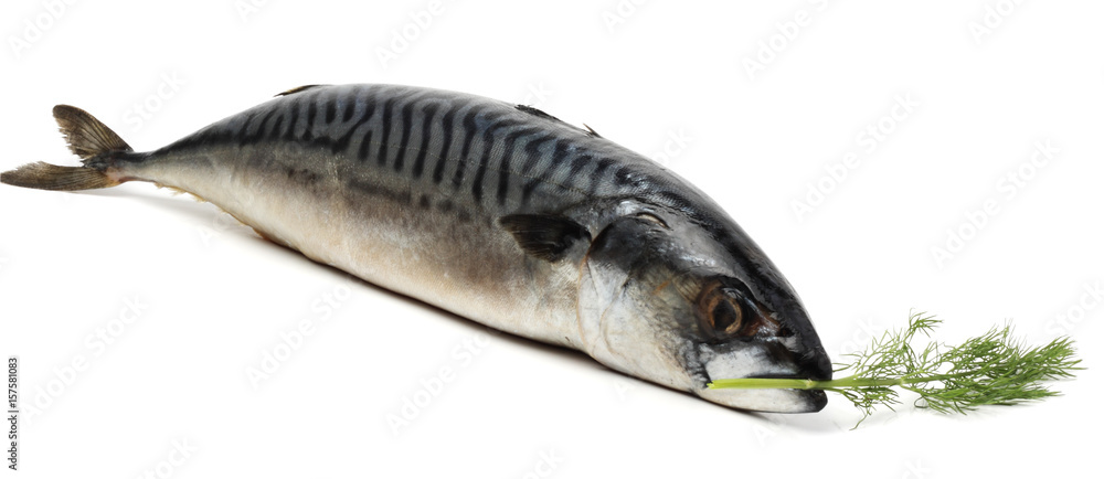 atlantic mackerel fish isolated on white background atlantic mackerel fish isolated on white background