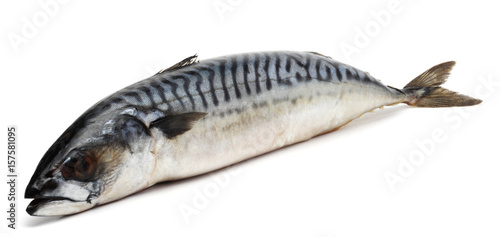 atlantic mackerel fish isolated on white background