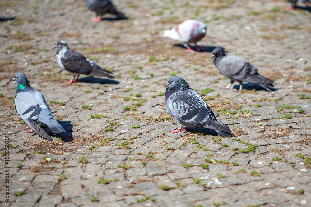 Obraz premium Pigeons On The Square, birds clouse up