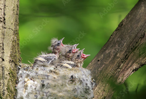 hungry baby Finch out of the nest their open hungry beaks