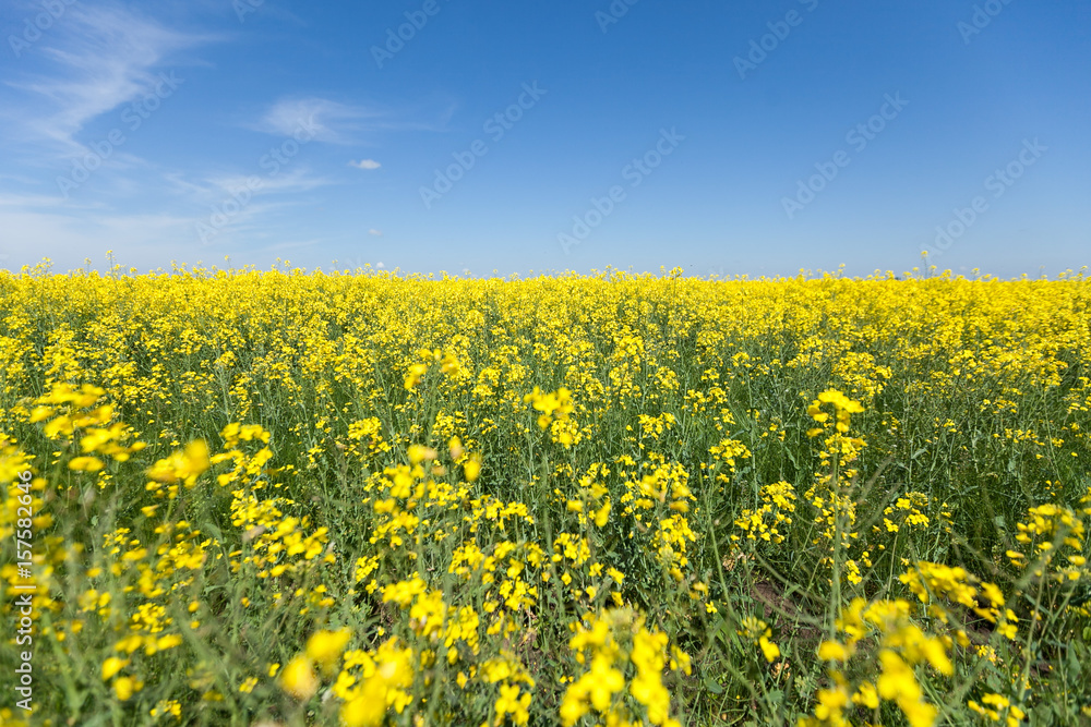 Rapeseed field. Rapes on the field in summer on a blue sky background. agriculture concept. empty space for the text.