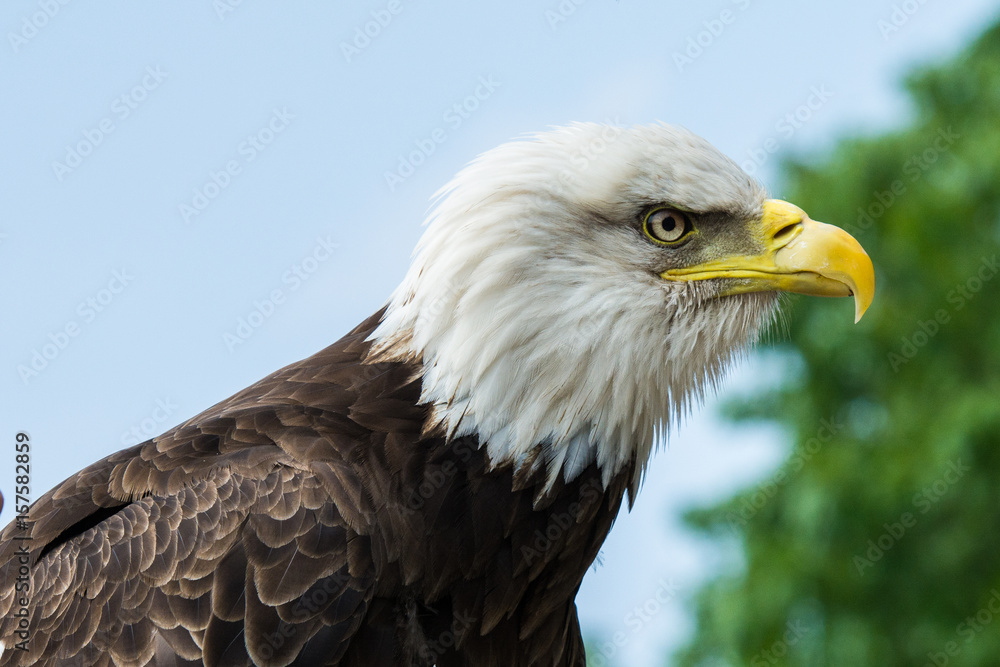 Obraz premium Zeearend 1