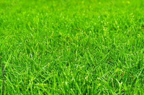 Texture of grass blurred in perspective as background