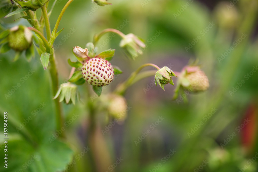 Organic gardening, strawberries in the garden Organic gardening, strawberries in the garden