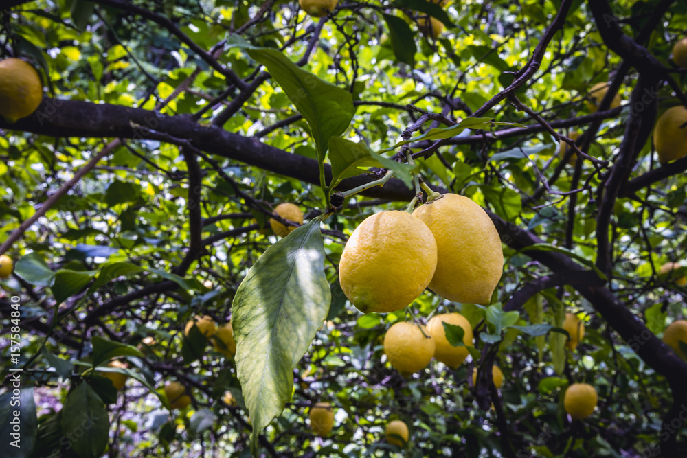 lemon tree lemon tree