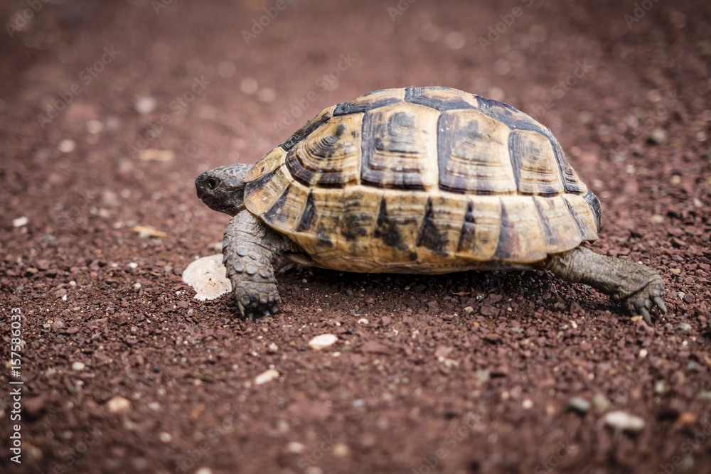 Hermann turtle walking on the path Hermann turtle walking on the path