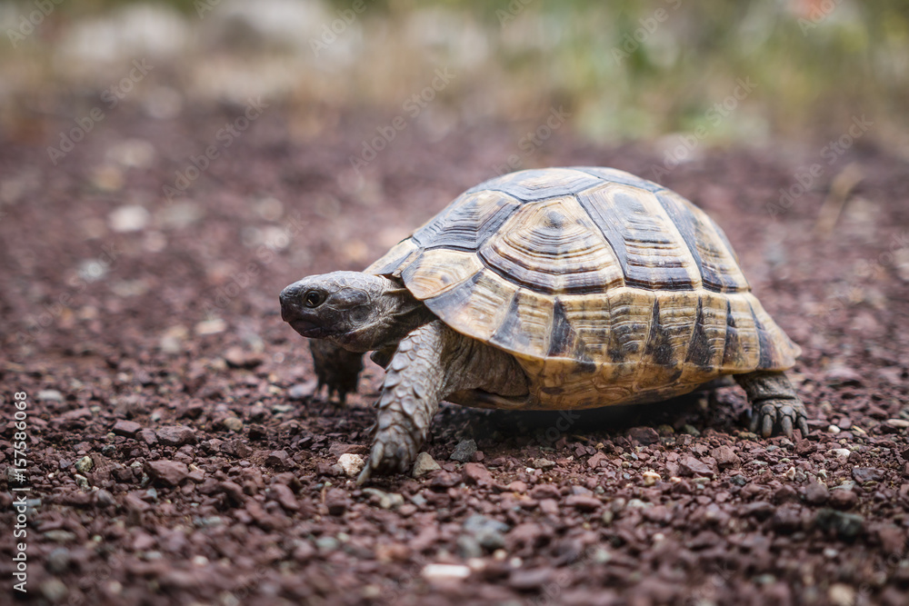 Obraz premium Hermann turtle walking on the path