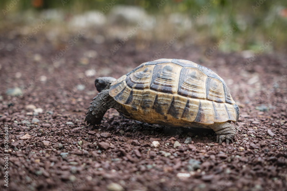 Hermann turtle walking on the path Hermann turtle walking on the path