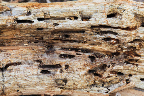 texture of bark wood use as natural background