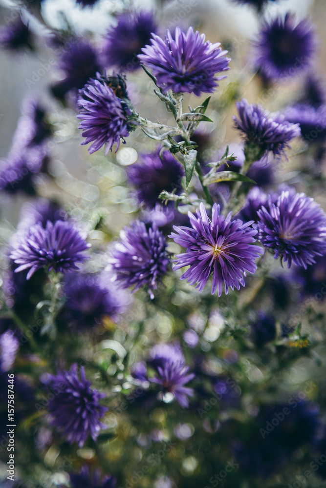 Obraz premium Beautiful detail of purple flowers field. Spring blossom background. Image for agriculture, SPA, medical industries and diverse advertising materials