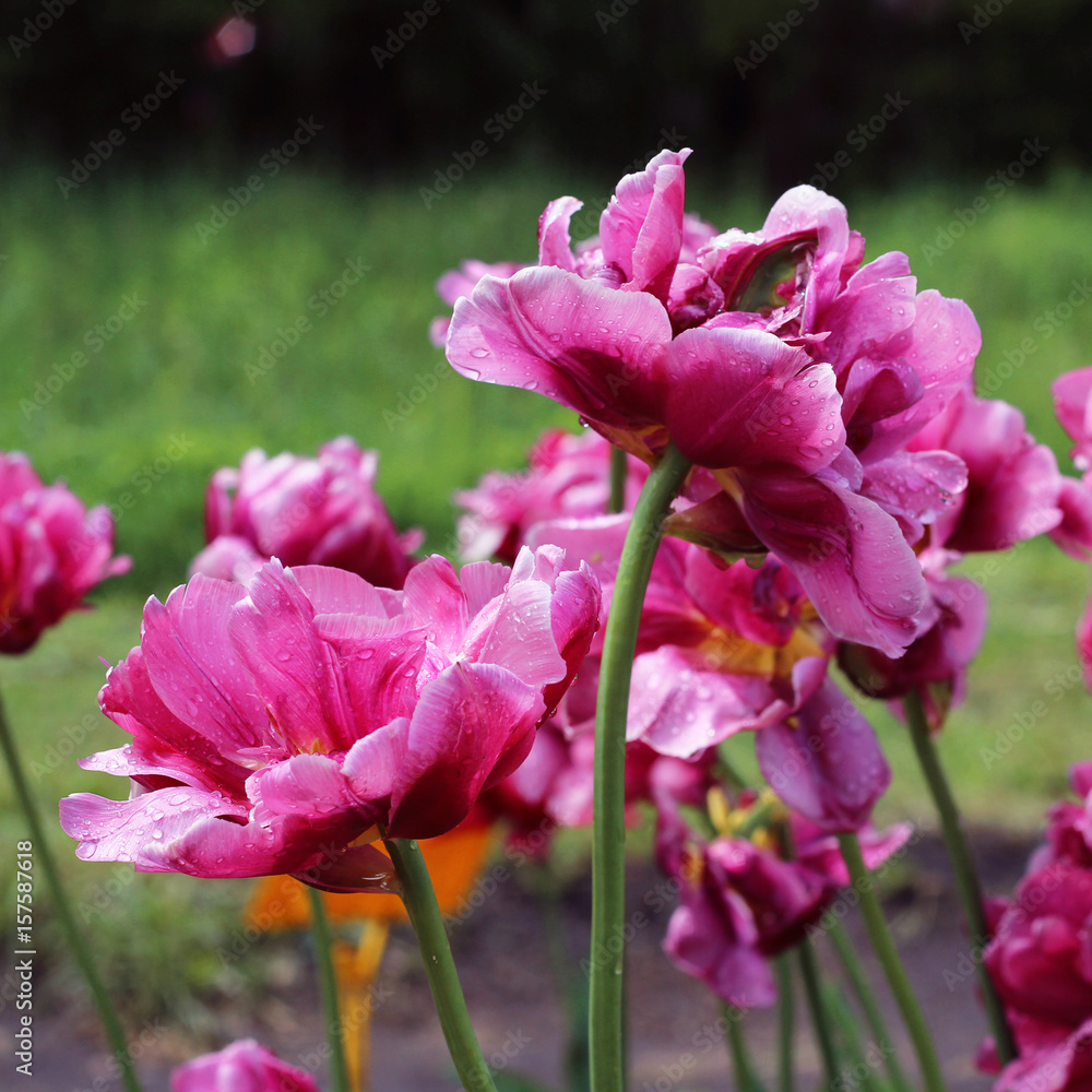 Peony purple tulip on a green background. Tulip with streaks on leaves. Flower tulip after rain in the garden. Peony purple tulip on a green background. Tulip with streaks on leaves. Flower tulip after rain in the garden.