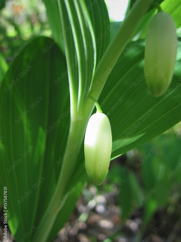 Obraz premium Spring Flower. White flower.