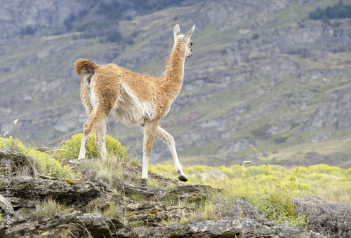 Guanaco walking in a hill, taked from back
