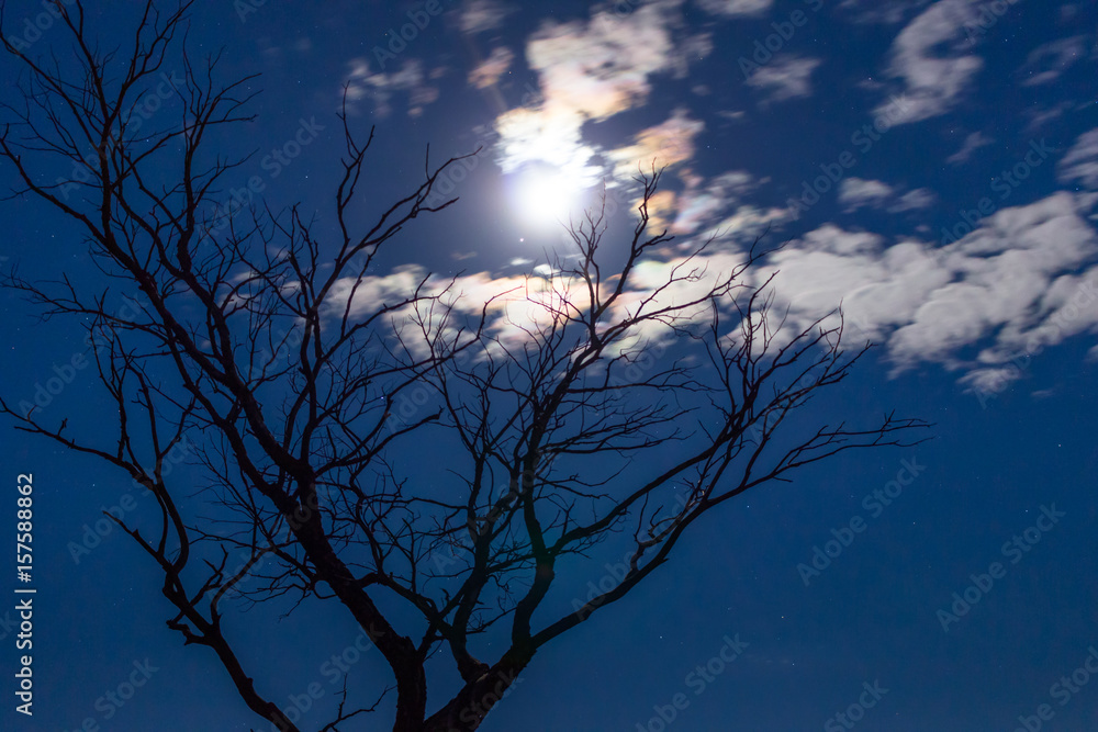 Full moon and stars with clouds passing tree on foreground. Moon night sky. Full moon and stars with clouds passing tree on foreground. Moon night sky.