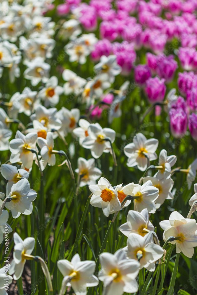 Fototapeta premium Keukenhof Walk of Fame Where All Tulips Have Their Special Names
