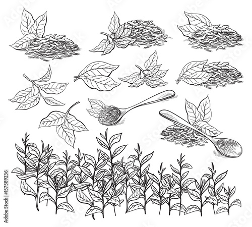Collection of tea leaves. Green, black, Pekoe tea in graphic style, hand-drawn vector illustration.