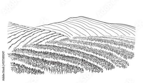 tea plantation landscape in graphic style, hand-drawn vector illustration.