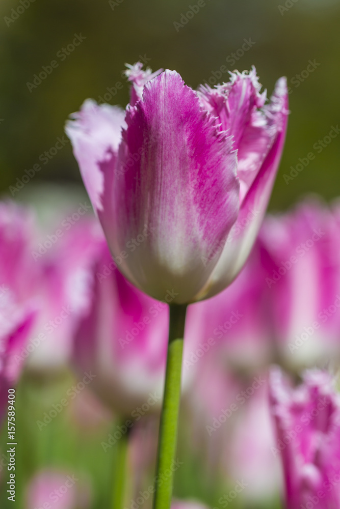 Closeup of Pink Dutch Tulip in Keukenhof National Flowers Garden in Netherlands.