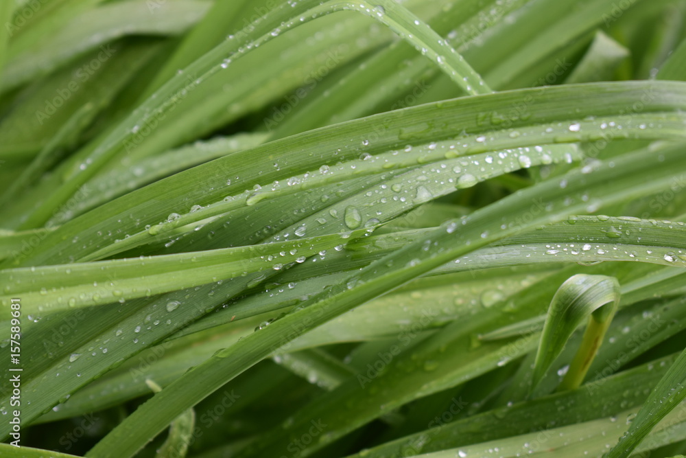 Raindrops in grass