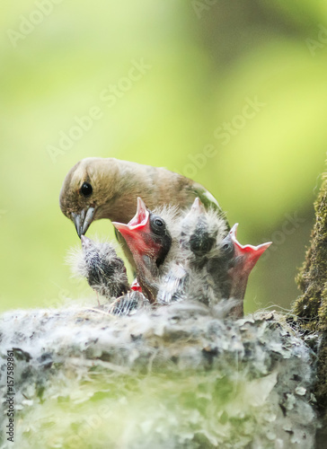 female Chaffinch feeds its young mouthed Chicks in the nest