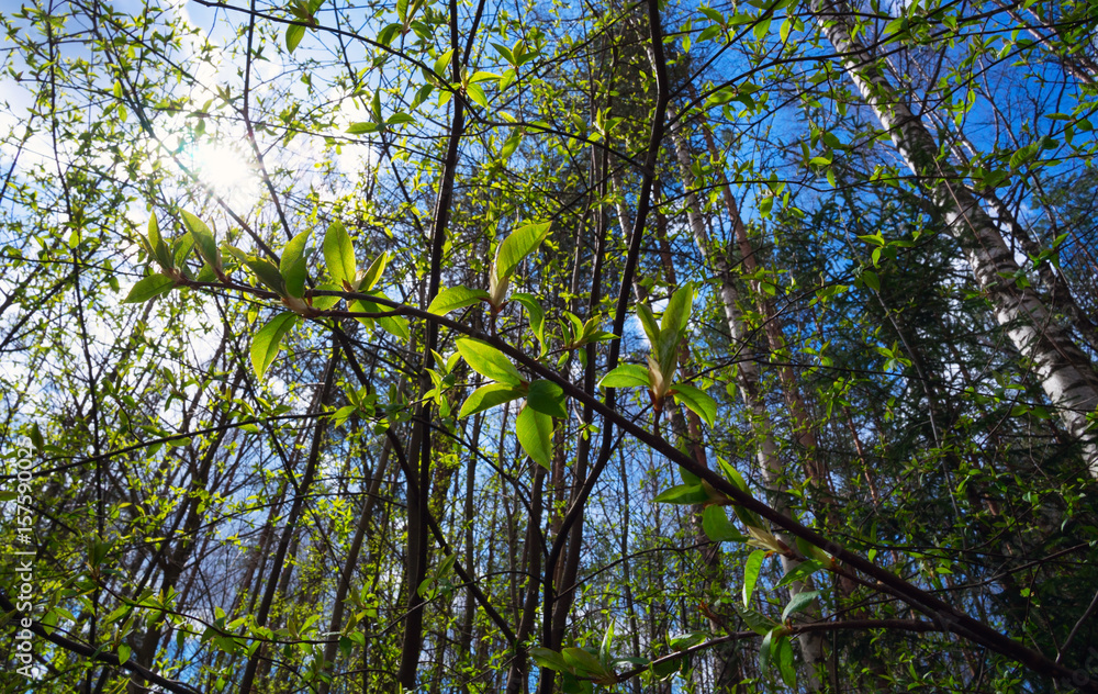 Fototapeta premium Young leaves of bird cherry.