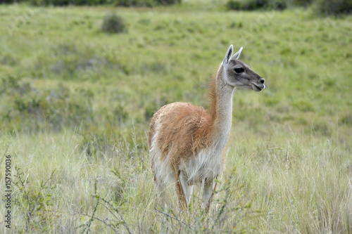 One guanaco in the green patagonia brush