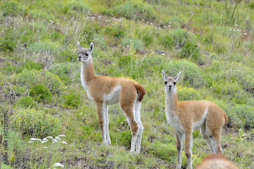 Two young guanacos standing togheter in the patagonia