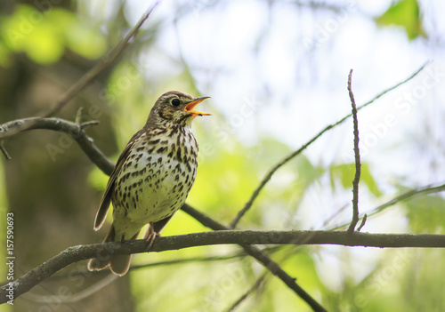 Fototapeta bird song thrush sings loudly in the spring woods
