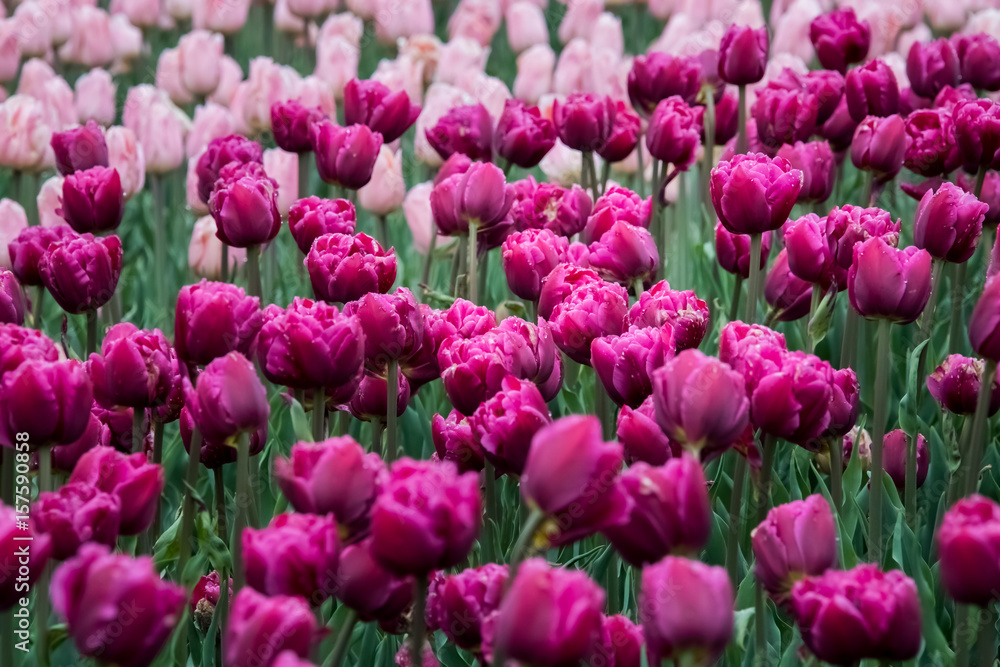 Fototapeta premium Rainy day at the Tulip festival in Ottawa, Canada. 2017