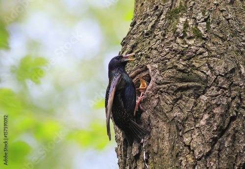 black Sparrow flew to the nest tree and feeding Chicks