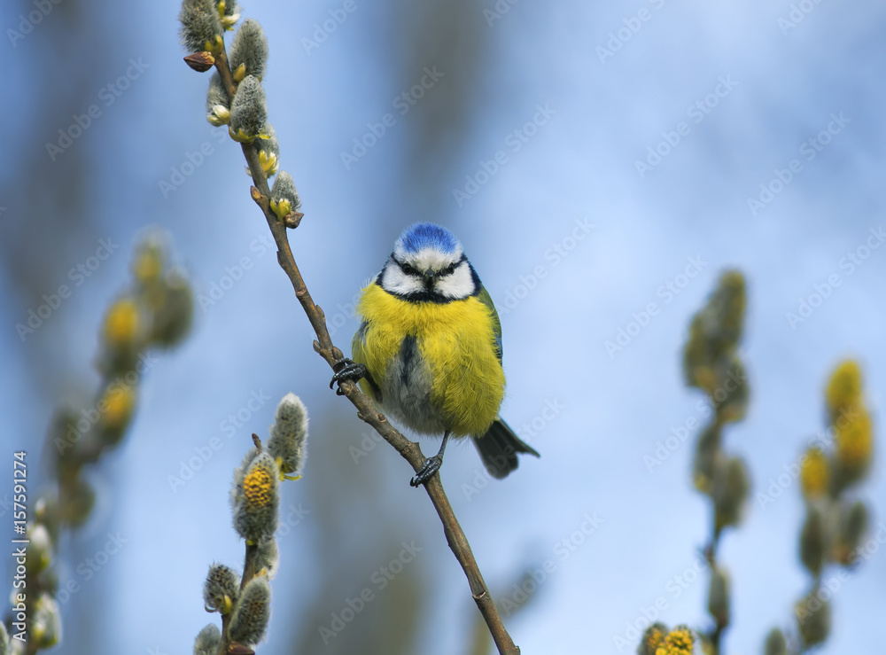 blue tit sitting in spring Park surrounded by fluffy branches of yellow willow blue tit sitting in spring Park surrounded by fluffy branches of yellow willow