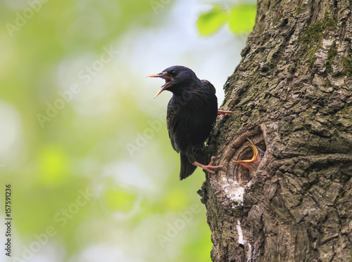 bird black Sparrow flew to the nest tree and feeding Chicks
