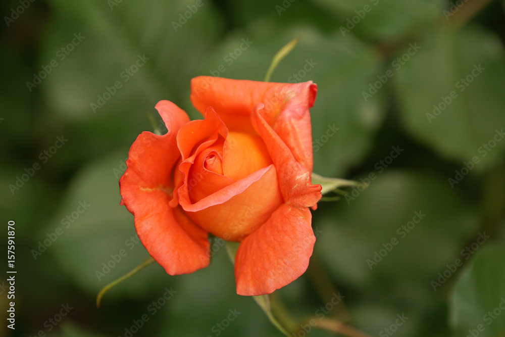 orange rosenknospe am aufblühen