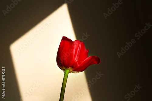 Beautiful tulip flower and window shadow as background