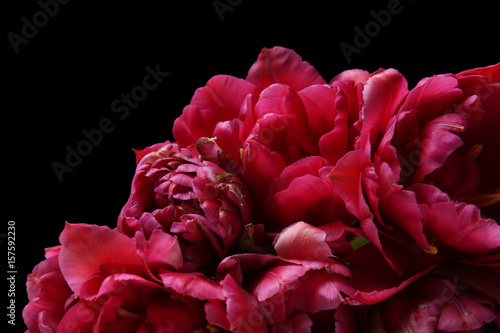 Beautiful tulip flowers on black background, closeup