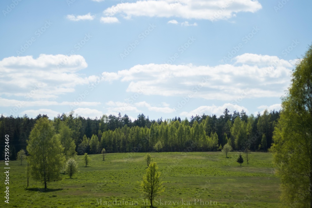 green field with forest and blue bright sky