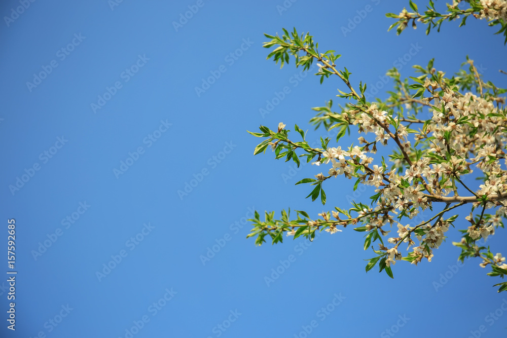 Fruit tree blossom on blue sky background Fruit tree blossom on blue sky background