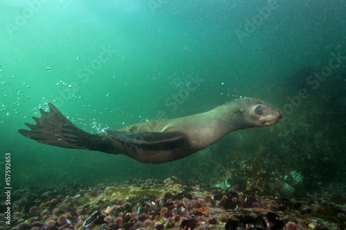 brown fur seal  arctocephalus pusillus  South Africa