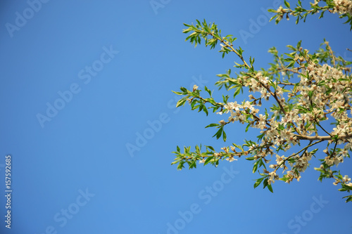 Fruit tree blossom on blue sky background